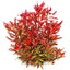 Ludwigia Glandulosa Pot Plant