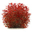 Ludwigia Palustris Pot Plant