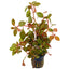 Ludwigia Rubin Pot Plant