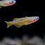 Red Neon Blue Eye Rainbow Fish 2-3cm