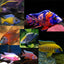 MALAWI CICHLID MIX 6-8cm