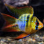 RAMIREZI FISH