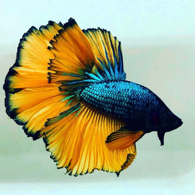 HALFMOON MUSTARD BETTA DIFFERENT COLOUR