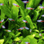 NEON TETRA 2cm