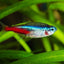 NEON TETRA 2cm