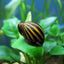 NERITE SNAIL
