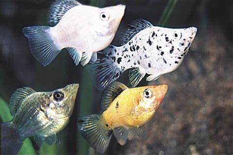 BALLOON MOLLY FISH