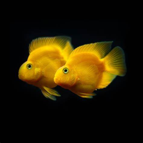 PARROT FISH 6-8cm