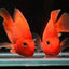 PARROT FISH 6-8cm