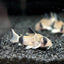 CORYDORAS