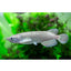 PEARL AROWANA  13-15CM