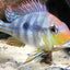 GEOPHAGUS RED HEAD 9-10cm