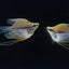 PEARL BALOON GOURAMI 3.5-5cm