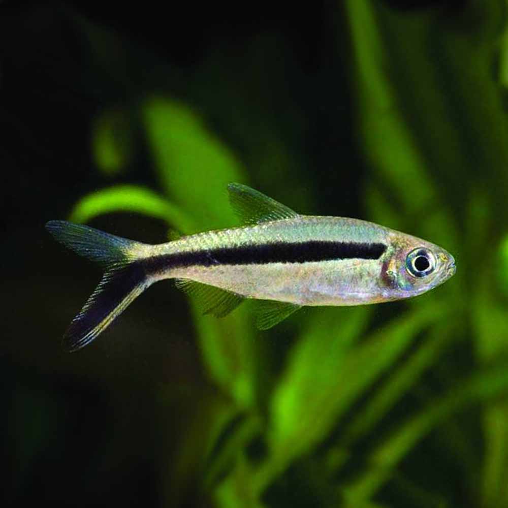 PENQUIN TETRA 3cm
