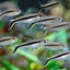 PENQUIN TETRA 3cm
