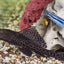 SUCKER FISH