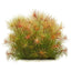 Pogostemon Stellatus Pot Plant