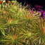 Pogostemon Stellatus Pot Plant