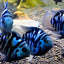 POLAR PARROT FISH