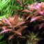 TROPICA PROSERPINACA PALUSTRIS 'CUBA'