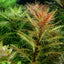 TROPICA PROSERPINACA PALUSTRIS 'CUBA'
