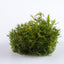 TROPICA PROSERPINACA PALUSTRIS 'CUBA'