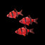 TIGER BARB FISH 3.5cm