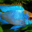 RAMIREZI FISH
