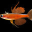 Red Neon Blue Eye Rainbow Fish 2-3cm