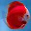 Discus Fish Mix 8cm