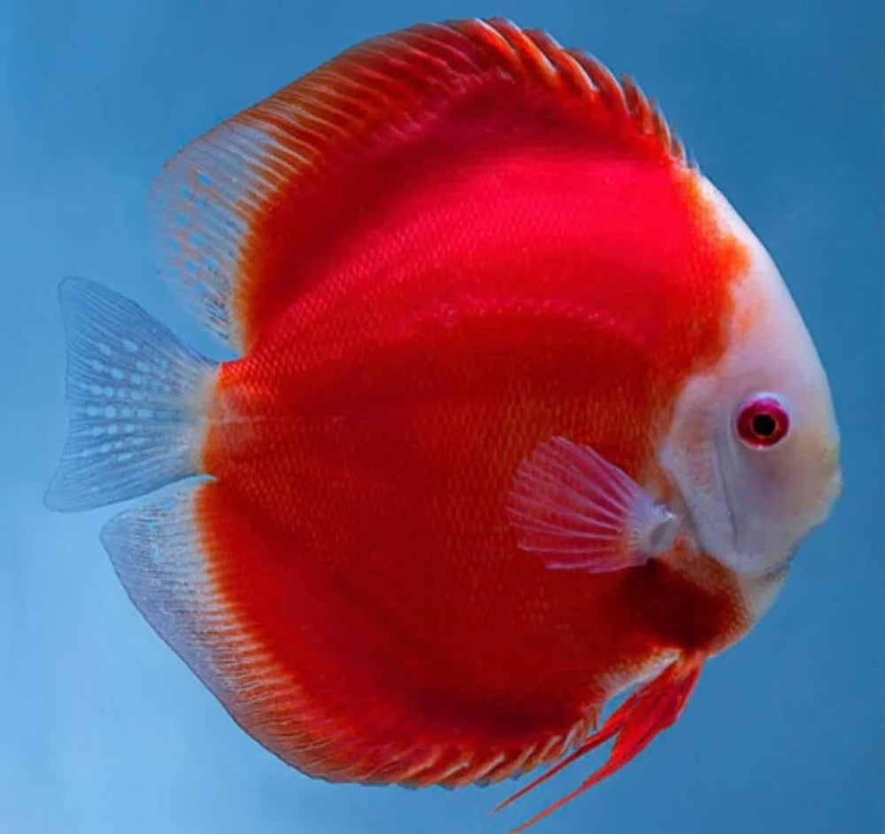 Discus Fish Mix 8cm