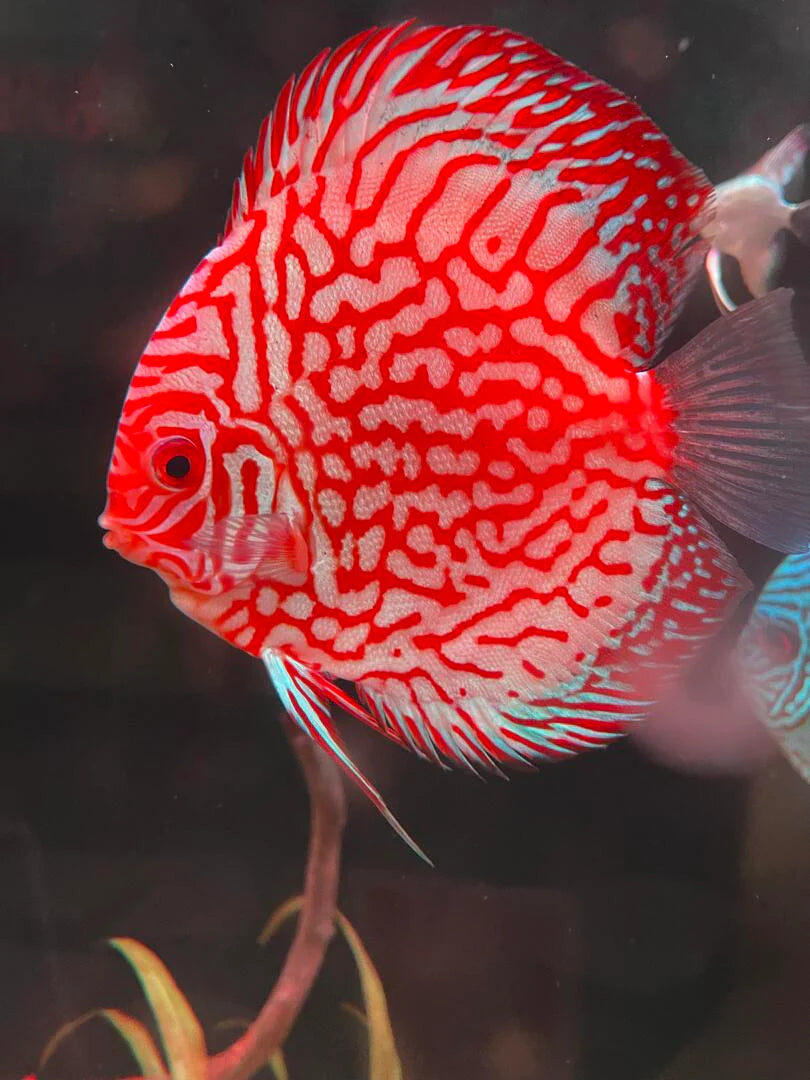 Discus Fish Mix 8cm