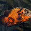 OSCAR FISH BIG