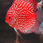Discus Fish Mix 10cm
