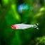 RUMMY NOSE TETRA 2.5cm
