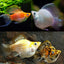 BALLOON MOLLY FISH