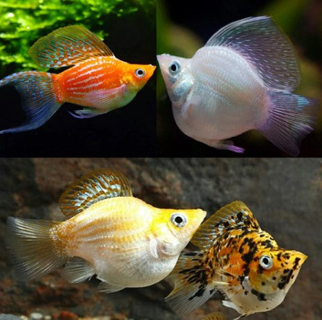 BALLOON MOLLY FISH