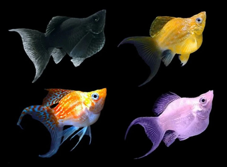 BALLOON MOLLY FISH