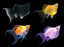 BALLOON MOLLY FISH