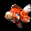 ORANDA MIX 12-15cm