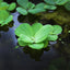 Dwarf Water Lettuce in Cup