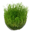 TROPICA TAXIPHYLLUM BARBEIRI 'bogor moss'