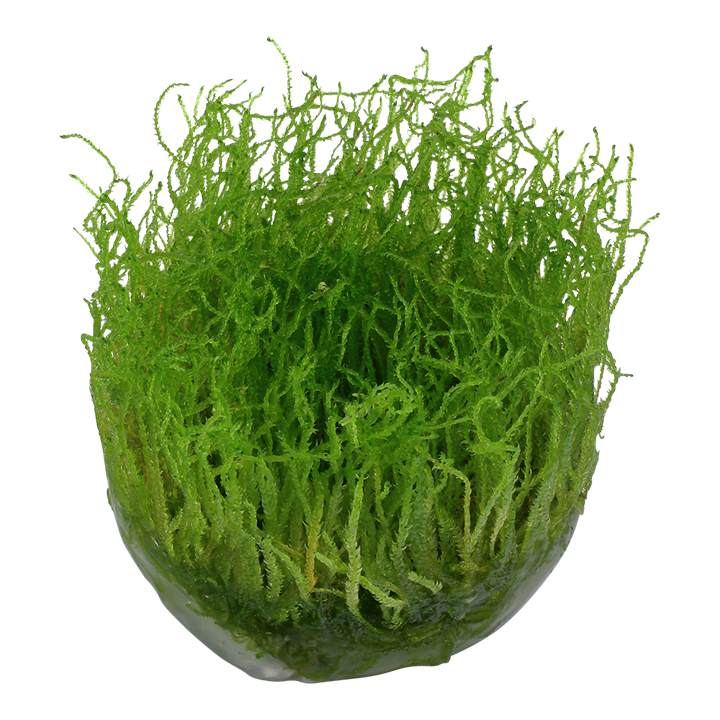 TROPICA TAXIPHYLLUM BARBEIRI 'bogor moss'