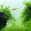 TROPICA TAXIPHYLLUM BARBEIRI 'bogor moss'