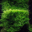 TROPICA TAXIPHYLLUM BARBEIRI 'bogor moss'
