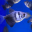 BLACK WIDOW TETRA