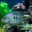 GREEN TEXAS CICHLID 8-10cm