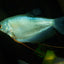 GOURAMI MIX 6cm