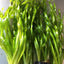 Valisnaria Americana Pot Plant