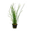 VALLISNERIA NANA POT PLANT